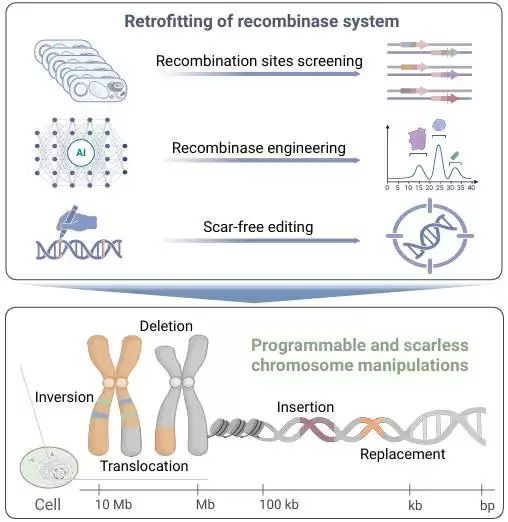 基因编辑大突破：PCE技术精准操控染色体，开启生命科学新纪元