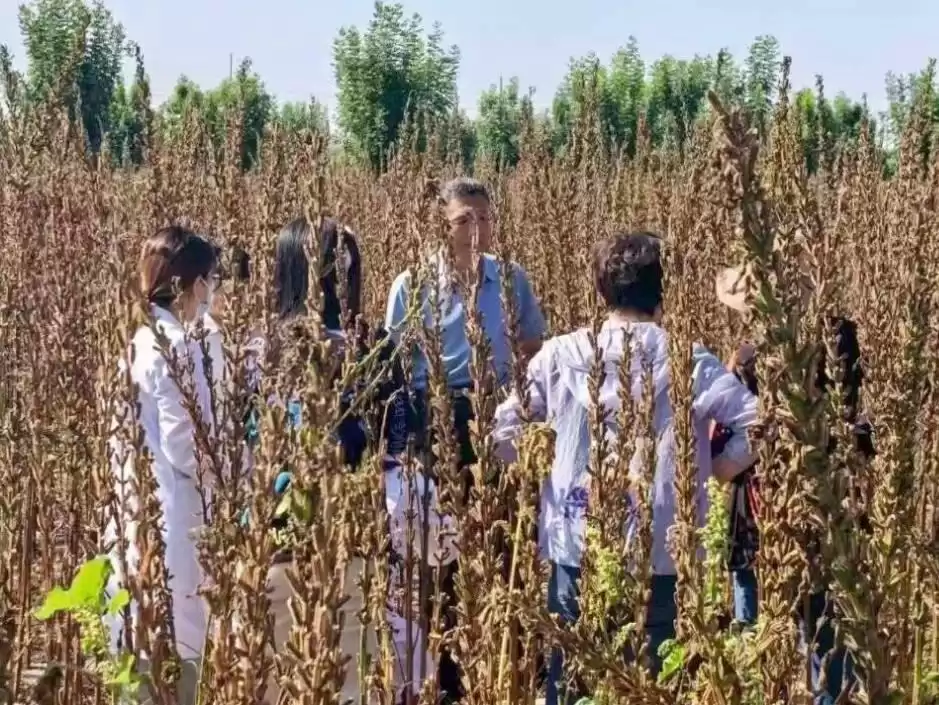 田间“点对点”精准出击：无棣传技破解产业难题！