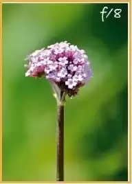 国庆摄影速成指南：4个手机技巧让你随手拍出朋友圈爆款！-第3张图片-正海烽科技 - 领先的只能推广行业，智能制造解决方案提供商