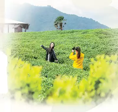 六大茶类终极指南：品味茶香，解锁千年文化密码