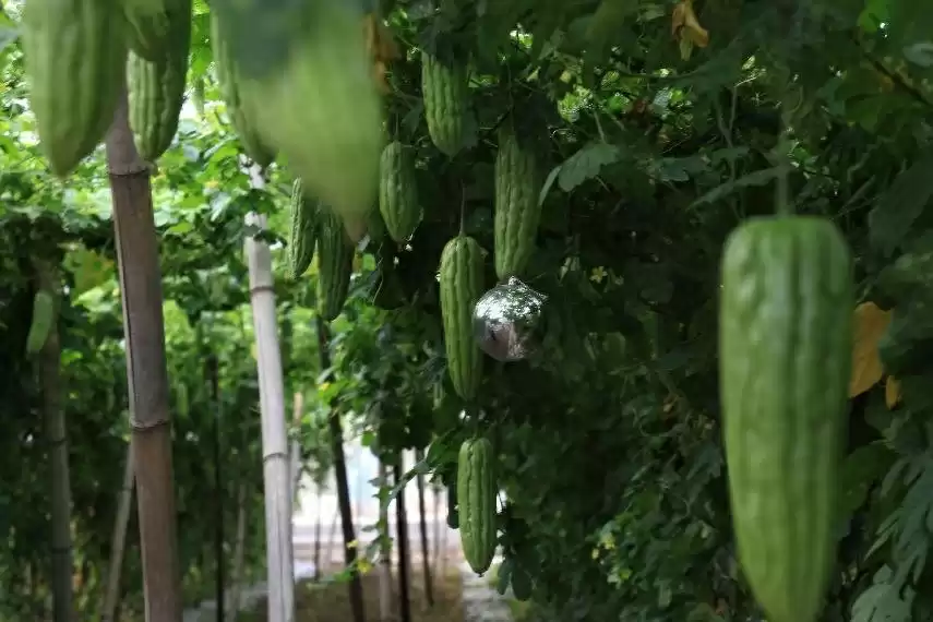 科技利刃出鞘！瓜实蝇绿色防控技术打造“瓜果守护神”，防治率超90%！