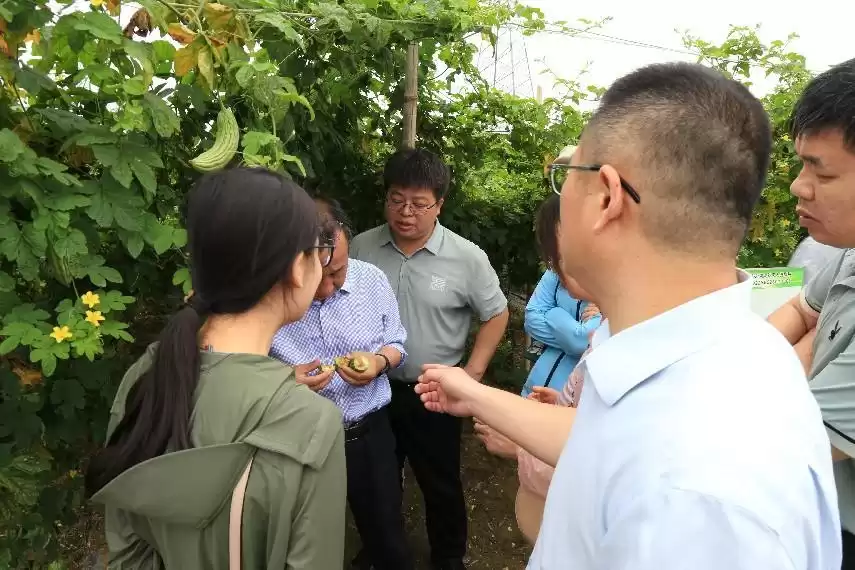科技利刃出鞘！瓜实蝇绿色防控技术打造“瓜果守护神”，防治率超90%！