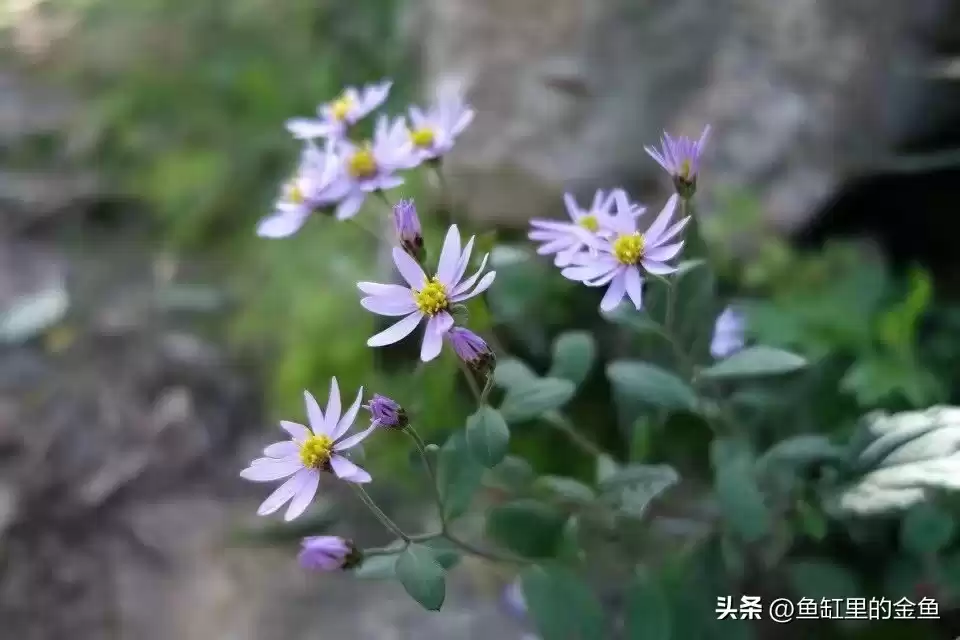 《突围》深度拆解：技术序列与行政序列的生死博弈，你的公司站在哪边？