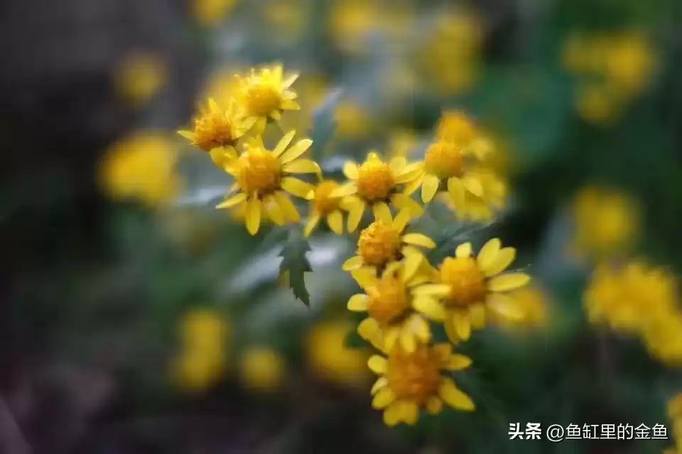 《突围》深度拆解：技术序列与行政序列的生死博弈，你的公司站在哪边？