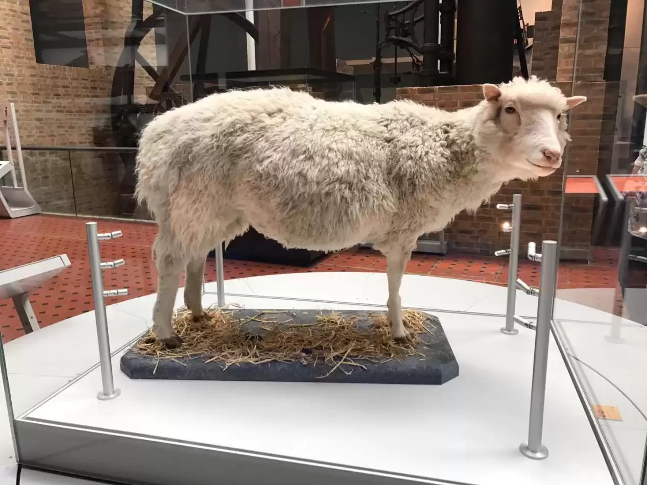 克隆技术沉寂真相：多莉羊的生死谜局，为何人类选择放手？