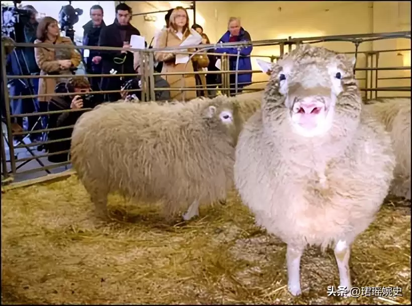 克隆技术沉寂真相：多莉羊的生死谜局，为何人类选择放手？