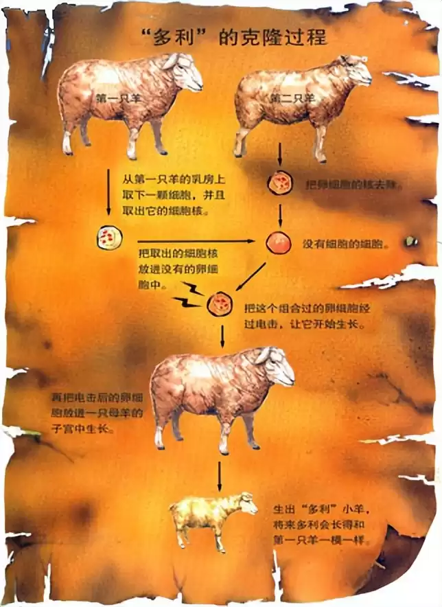 克隆技术沉寂真相：多莉羊的生死谜局，为何人类选择放手？