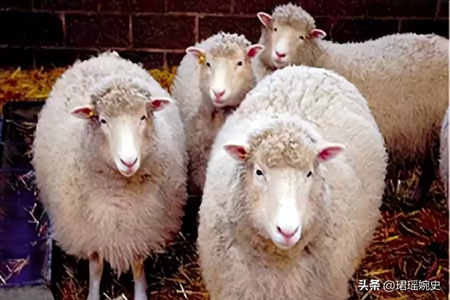 克隆技术沉寂真相：多莉羊的生死谜局，为何人类选择放手？