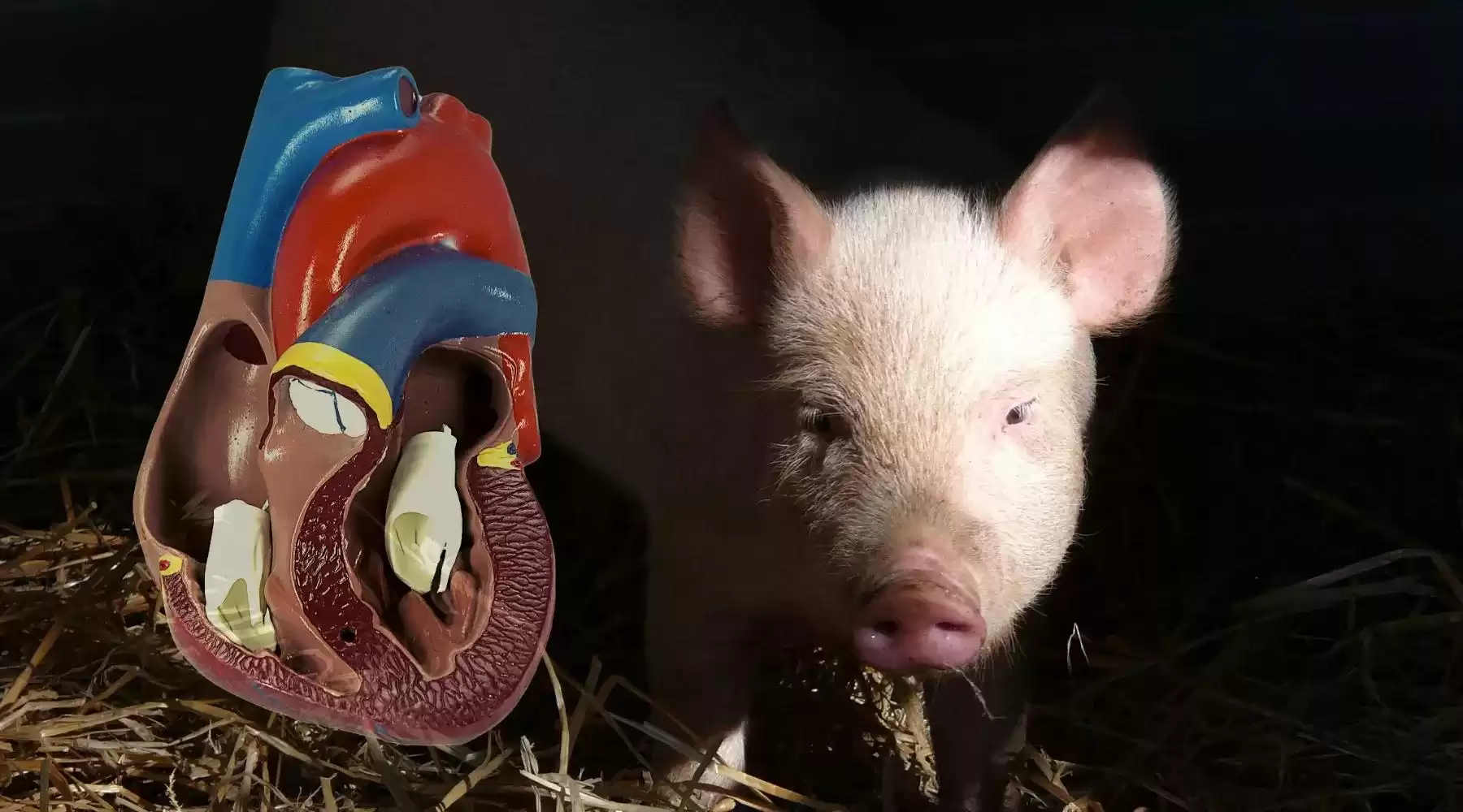 克隆技术沉寂真相：多莉羊的生死谜局，为何人类选择放手？