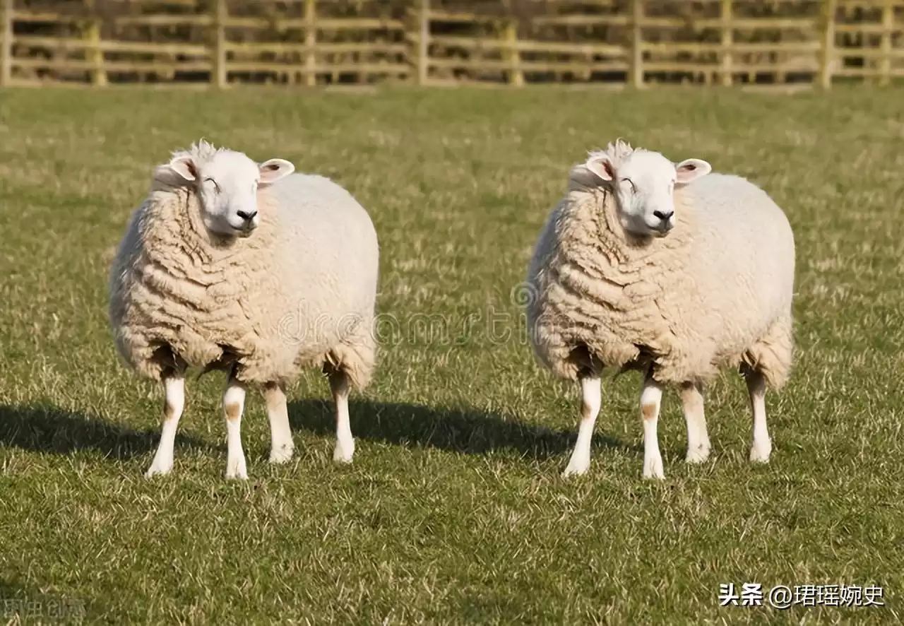 克隆技术沉寂真相：多莉羊的生死谜局，为何人类选择放手？