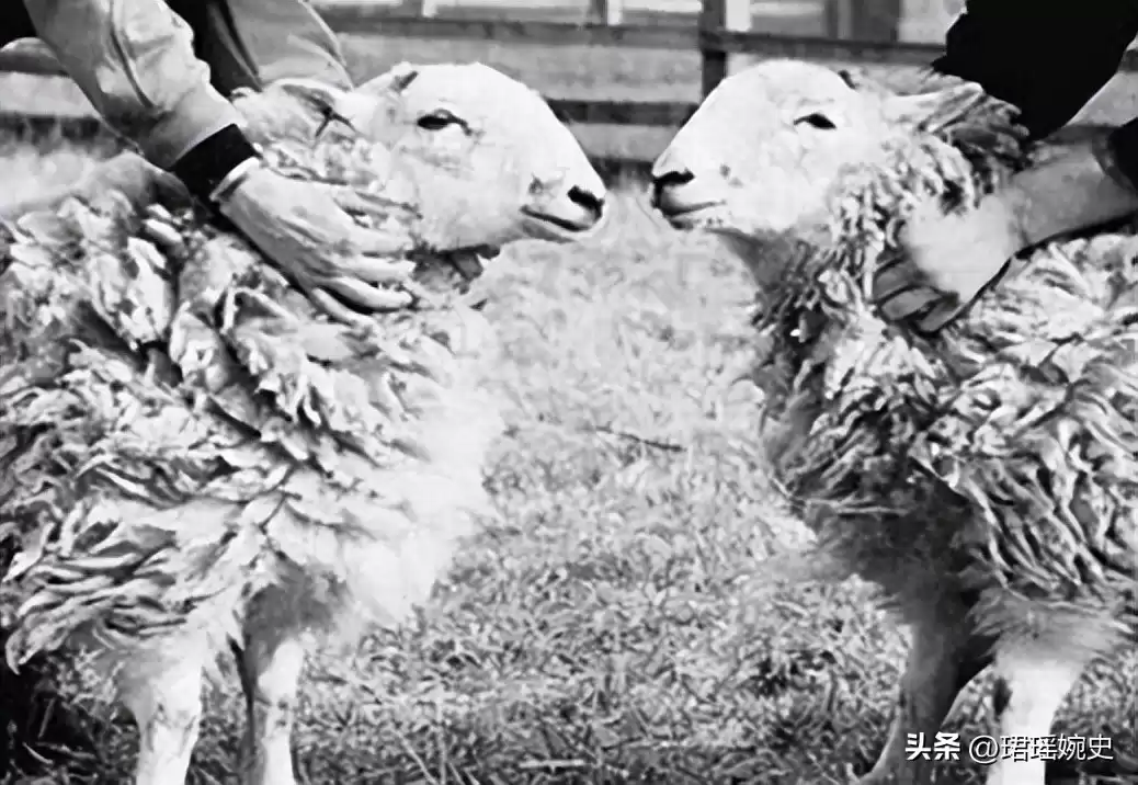 克隆技术沉寂真相：多莉羊的生死谜局，为何人类选择放手？