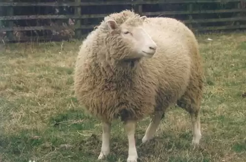 克隆技术沉寂真相：多莉羊的生死谜局，为何人类选择放手？