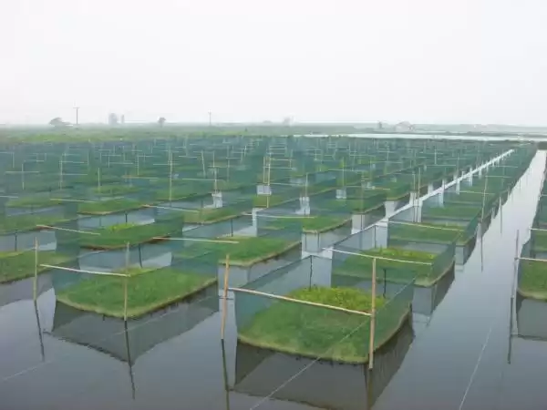 鱼菜共生：水上田园奇迹，打造生态养殖财富新引擎！