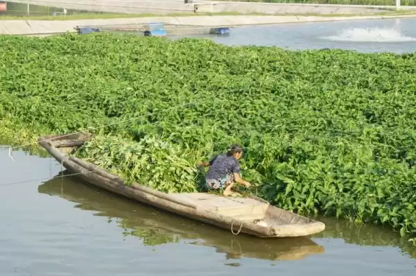 鱼菜共生：水上田园奇迹，打造生态养殖财富新引擎！