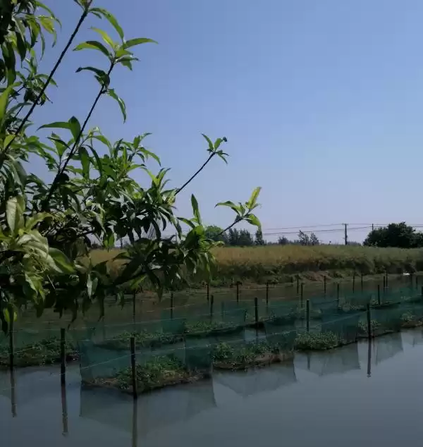 鱼菜共生：水上田园奇迹，打造生态养殖财富新引擎！