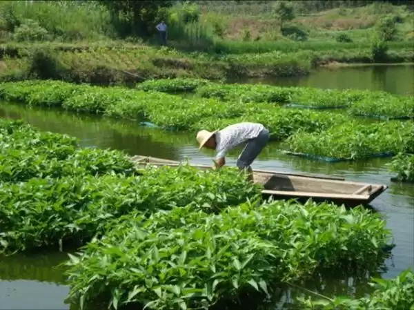 鱼菜共生：水上田园奇迹，打造生态养殖财富新引擎！