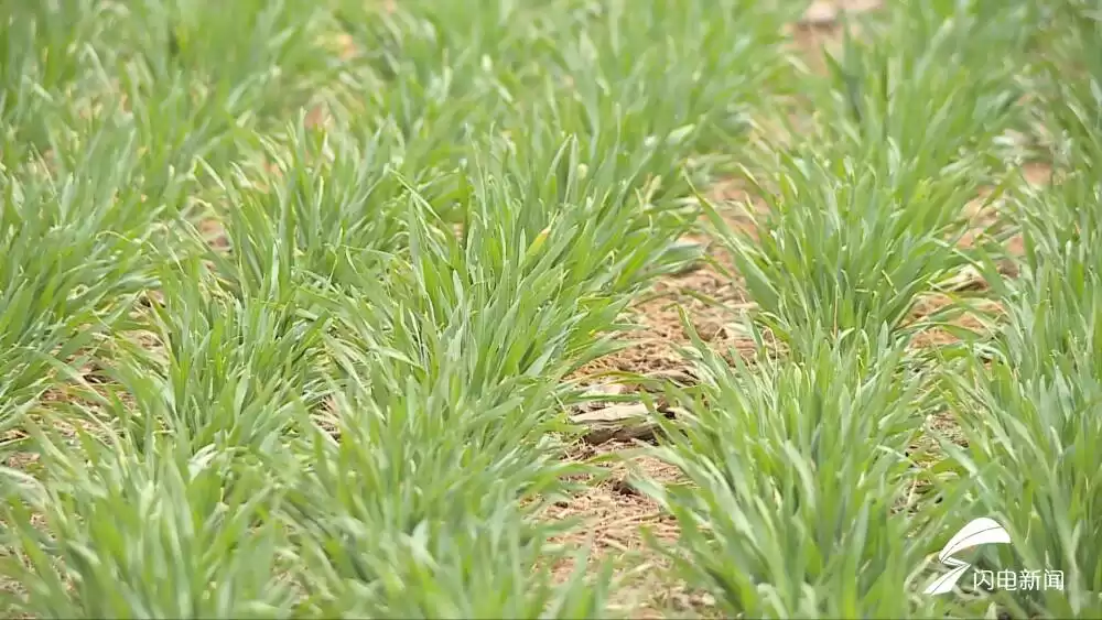 农技专家亲授：小麦返青期4大管理绝招，丰收就这么简单！