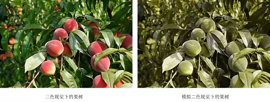 颜色科学终极揭秘:是时候给你点真正的颜色看看了! 颜色科学终极揭秘:是时候给你点真正的颜色看看了!