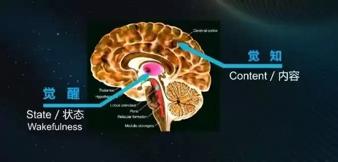 脑成像终极：意识起源只是序章，你的心智才是终极战场！