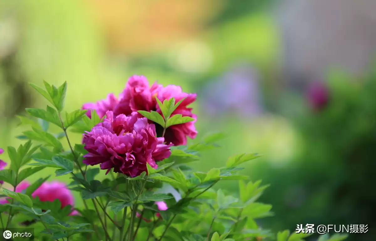 手机摄影大师速成班：6个核心技巧颠覆你的随手拍