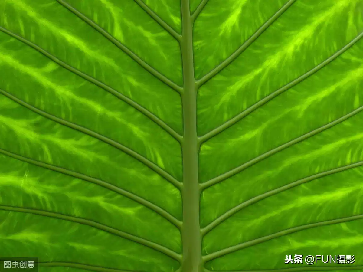 手机摄影大师速成班：6个核心技巧颠覆你的随手拍