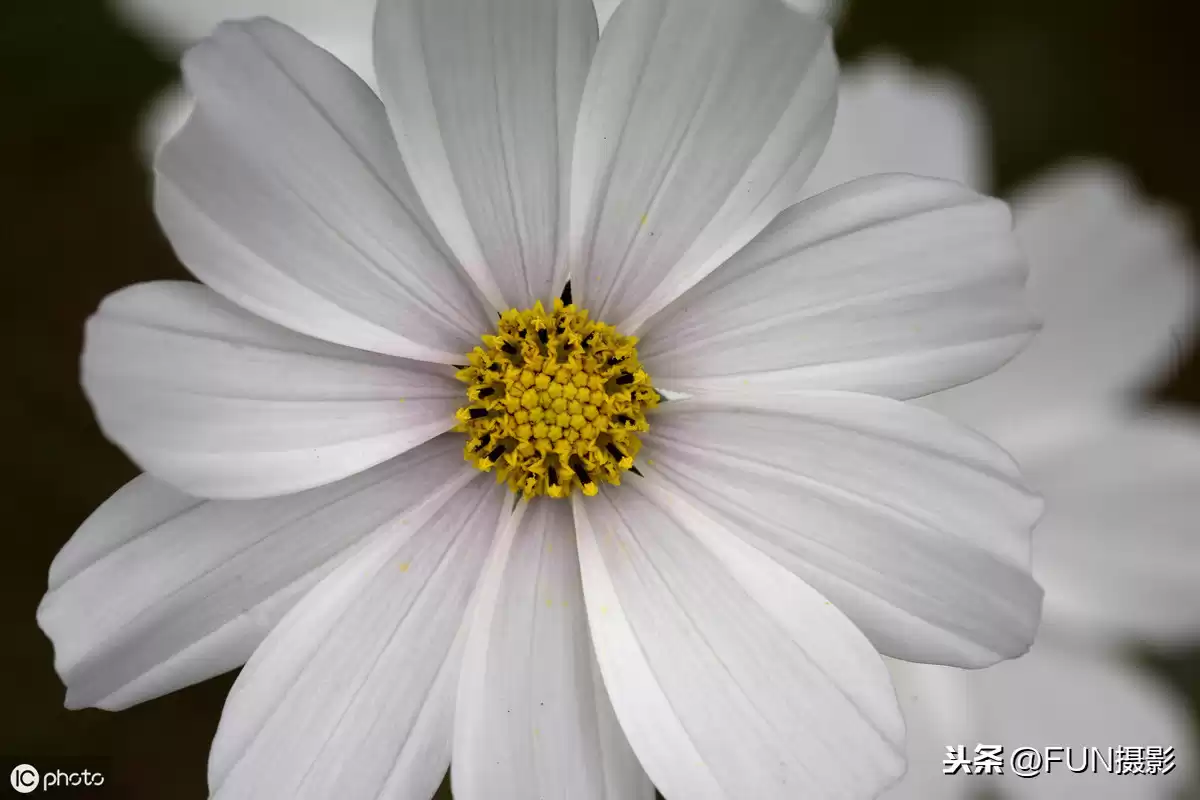 手机摄影大师速成班：6个核心技巧颠覆你的随手拍