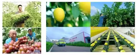 掘金大健康蓝海！五步解锁营养农产品加工财富密码