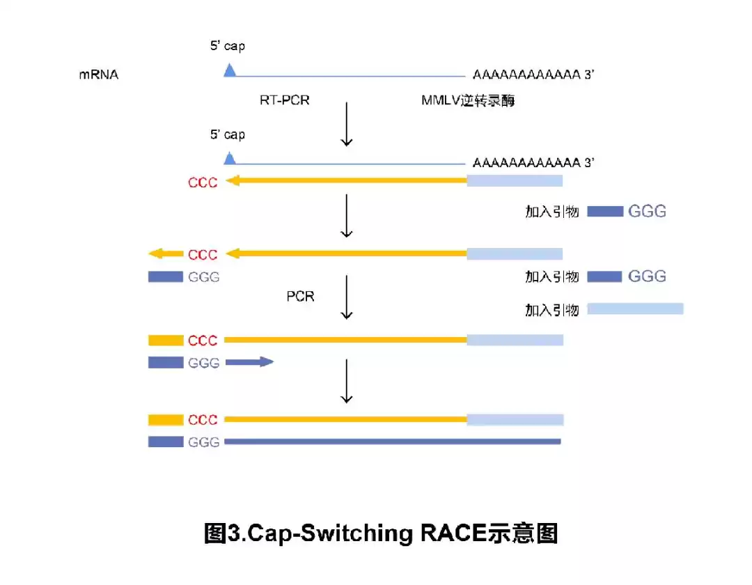 RACE技术终极攻略：一文解锁所有类型与核心技巧，轻松攻克基因全长克隆！