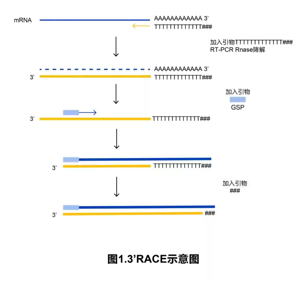 RACE技术终极攻略：一文解锁所有类型与核心技巧，轻松攻克基因全长克隆！