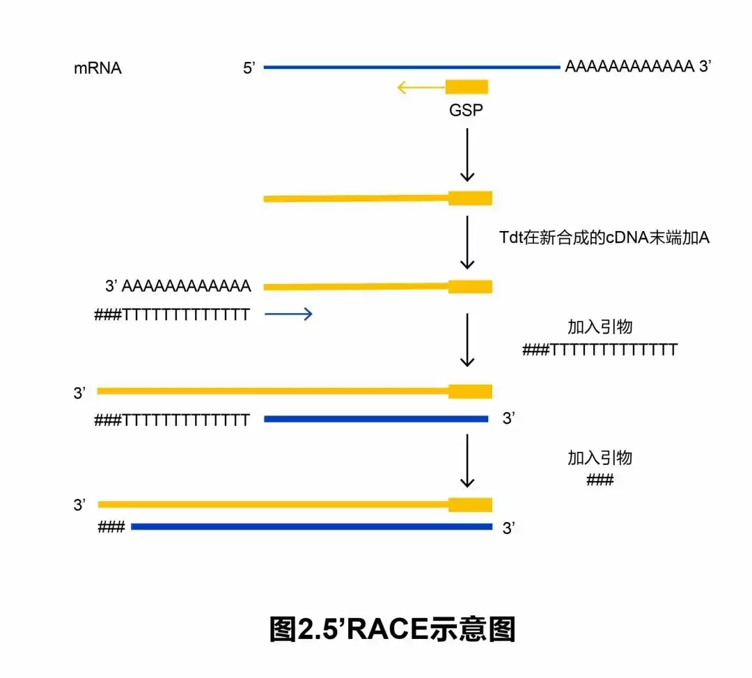 RACE技术终极攻略：一文解锁所有类型与核心技巧，轻松攻克基因全长克隆！