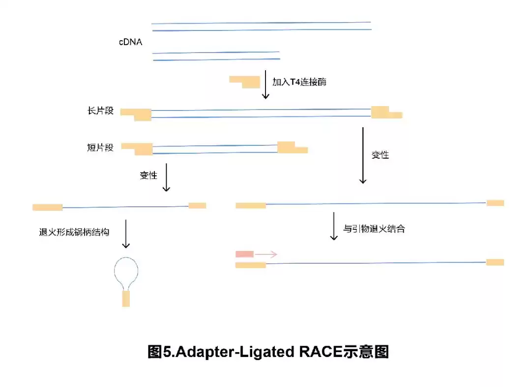 RACE技术终极攻略：一文解锁所有类型与核心技巧，轻松攻克基因全长克隆！