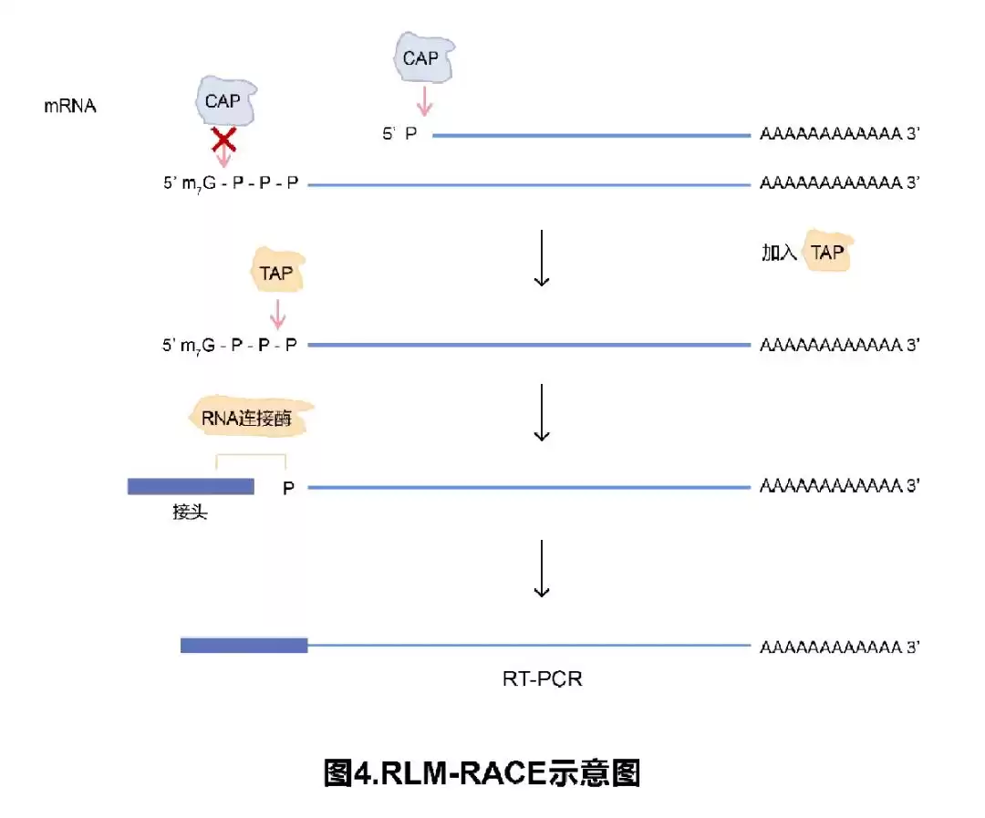 RACE技术终极攻略：一文解锁所有类型与核心技巧，轻松攻克基因全长克隆！