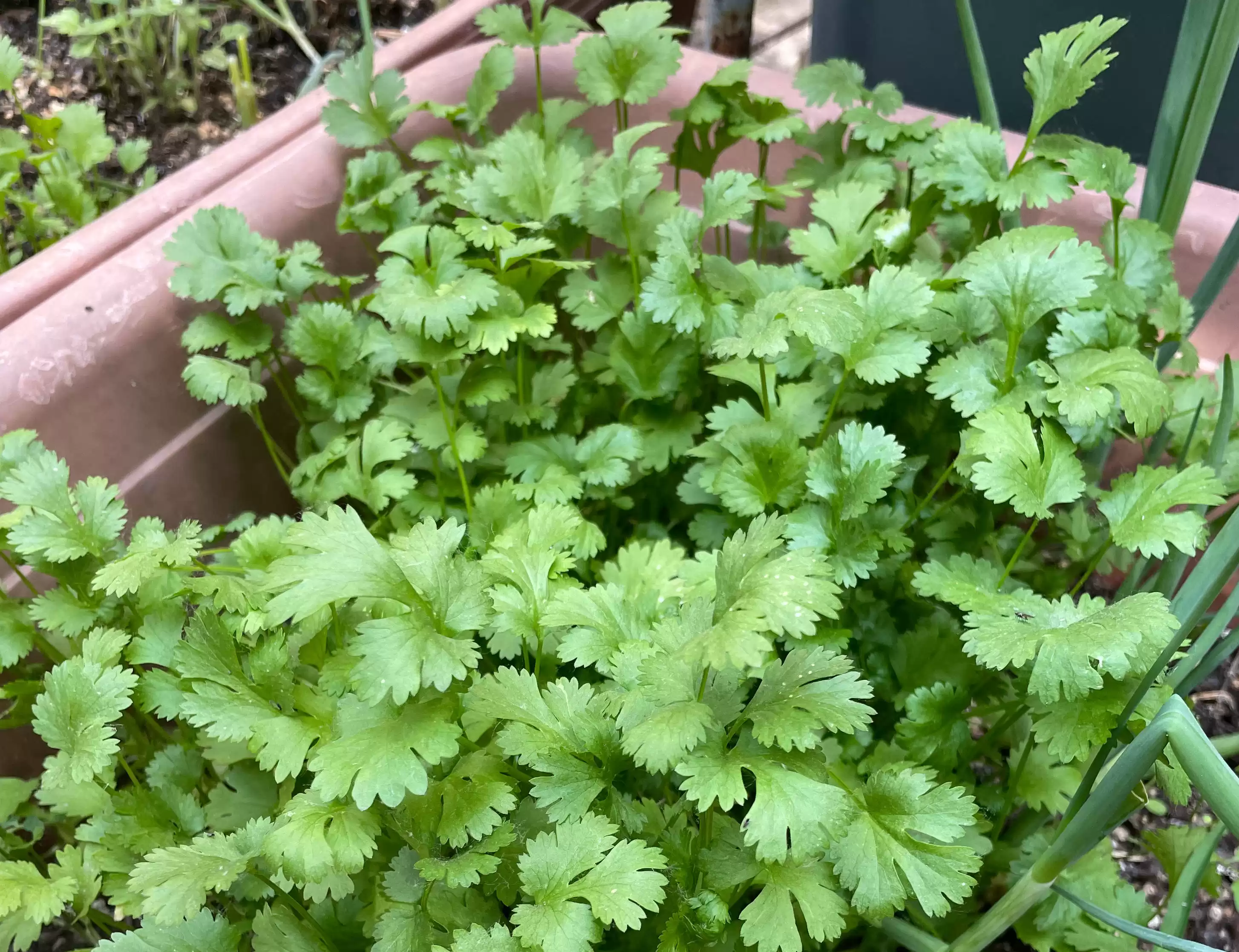 阳台种香菜神技：一步催芽，速度快3倍，旺长吃不完！