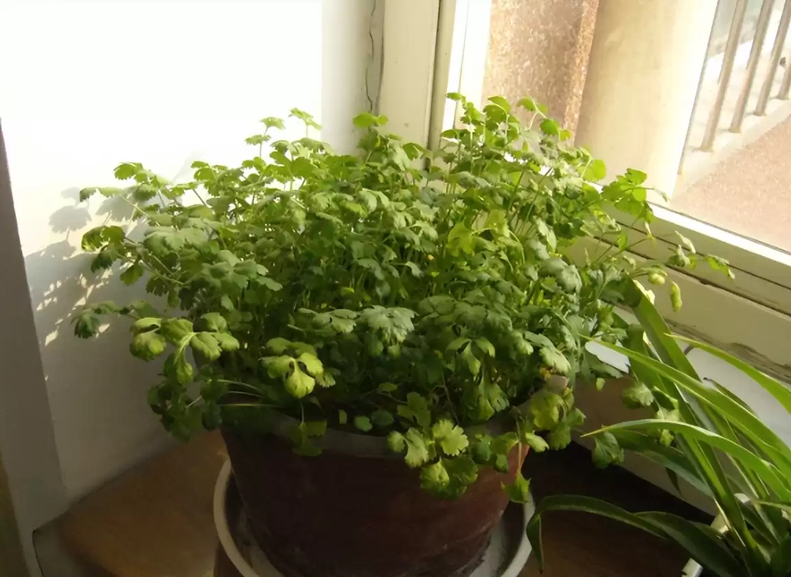 阳台种香菜神技：一步催芽，速度快3倍，旺长吃不完！