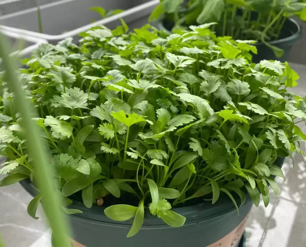 阳台种香菜神技：一步催芽，速度快3倍，旺长吃不完！