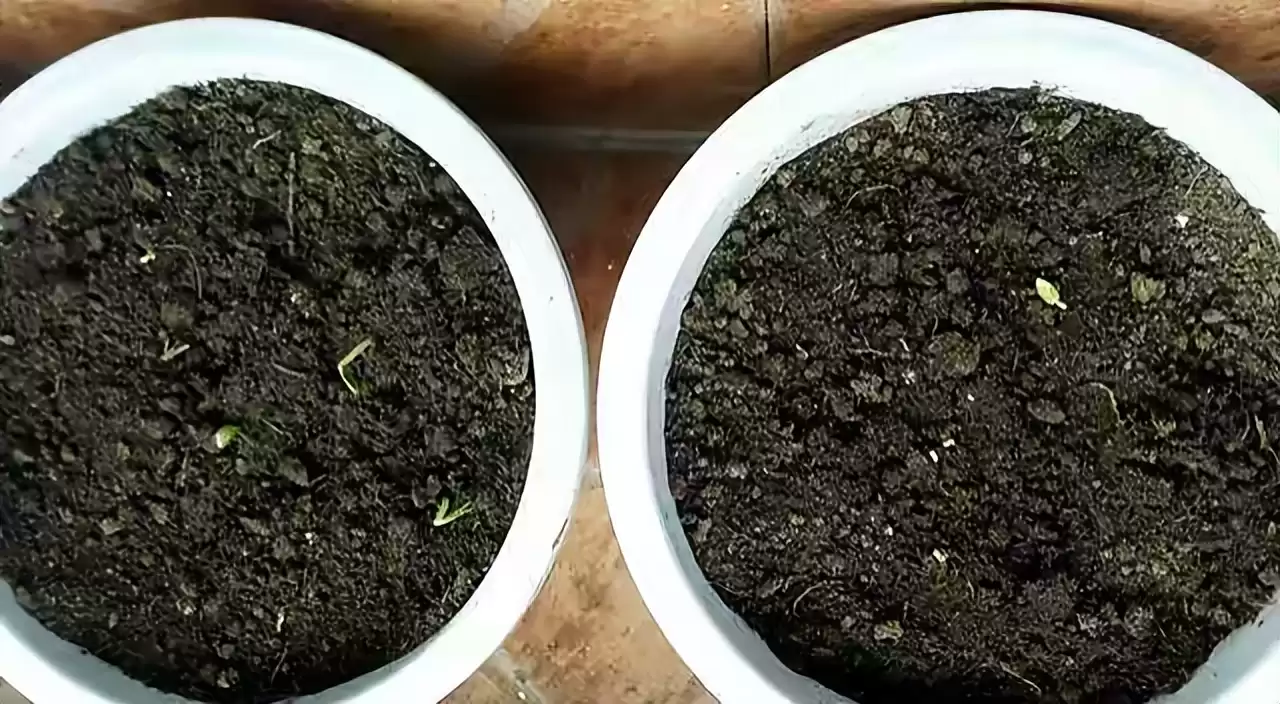 阳台种香菜神技：一步催芽，速度快3倍，旺长吃不完！