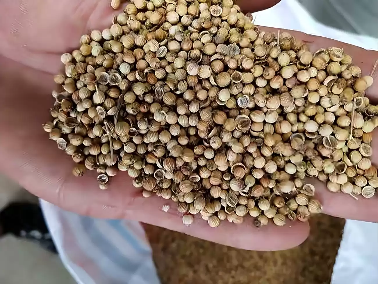 阳台种香菜神技：一步催芽，速度快3倍，旺长吃不完！