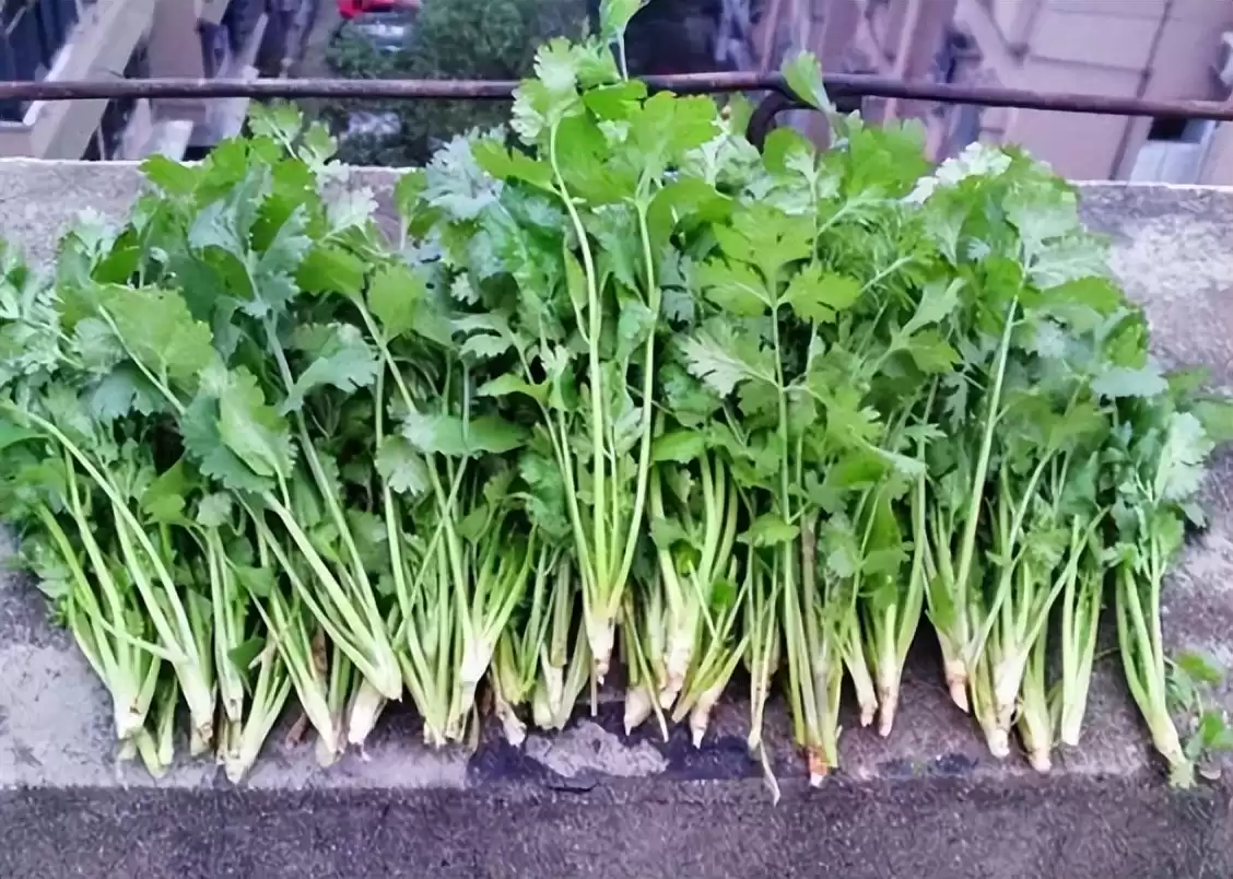 阳台种香菜神技：一步催芽，速度快3倍，旺长吃不完！
