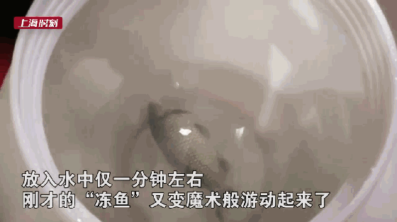 奇迹时刻！冻鱼入水60秒复活，微冻黑科技改写保鲜规则！