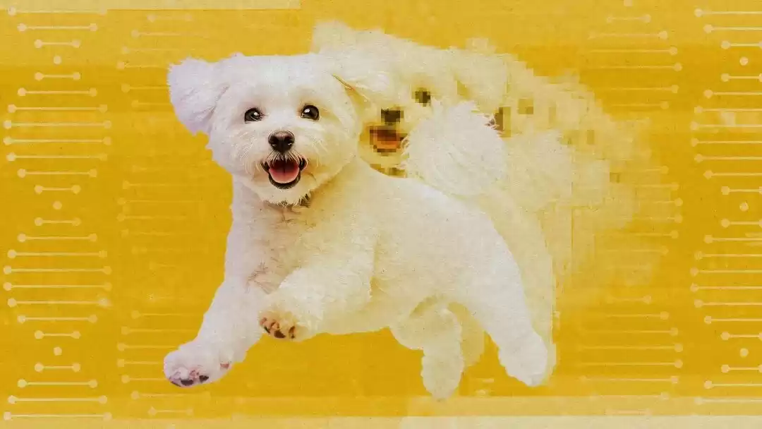 克隆风暴：从宠物重生到物种救赎，人类如何驾驭生命复制术？