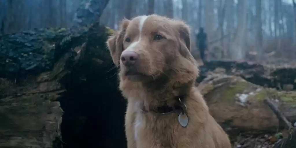 CG风暴来袭：真动物演员濒临“失业”，奥斯卡该为它们设奖了吗？