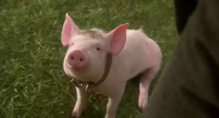 CG风暴来袭：真动物演员濒临“失业”，奥斯卡该为它们设奖了吗？