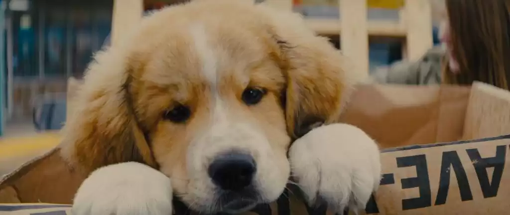 CG风暴来袭：真动物演员濒临“失业”，奥斯卡该为它们设奖了吗？