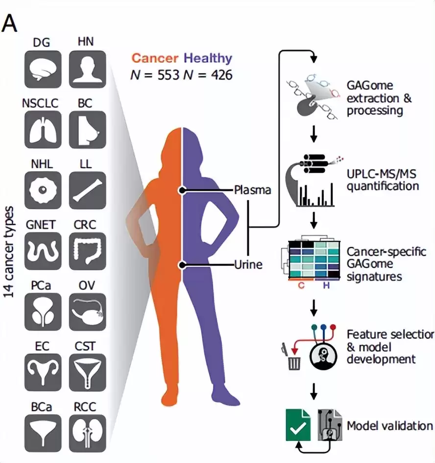 癌症早筛大突破！新型代谢标志物问世，一次抽血锁定14种癌症