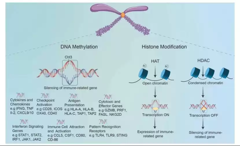 肿瘤免疫逃逸终极解密：六大“隐身术”与前沿破防之道