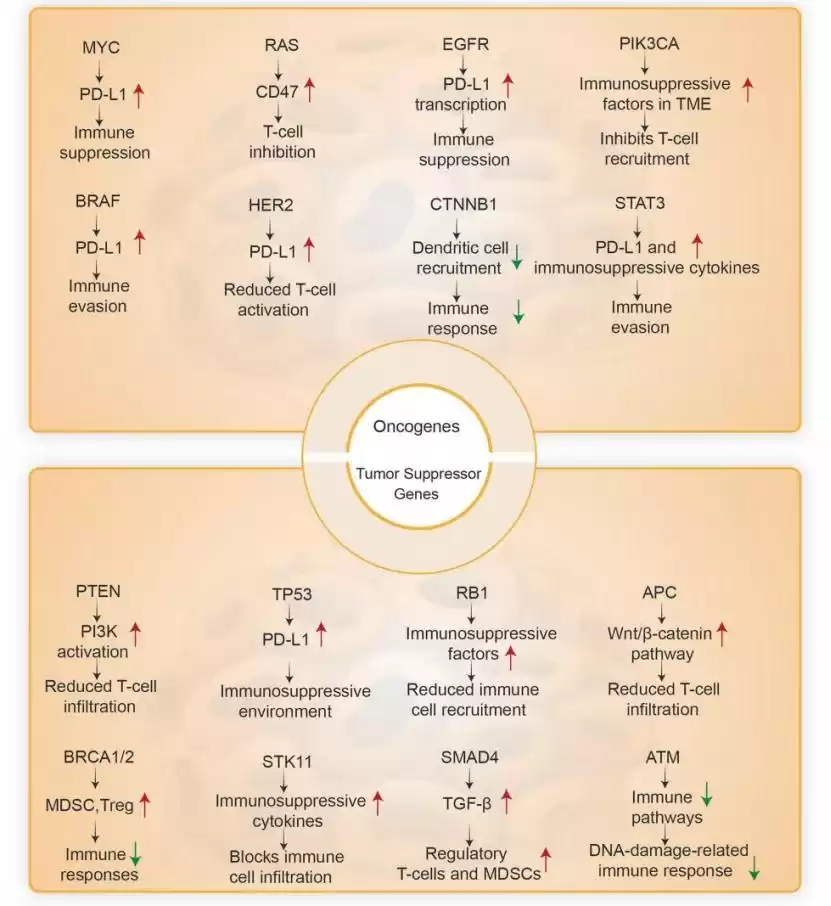 肿瘤免疫逃逸终极解密：六大“隐身术”与前沿破防之道