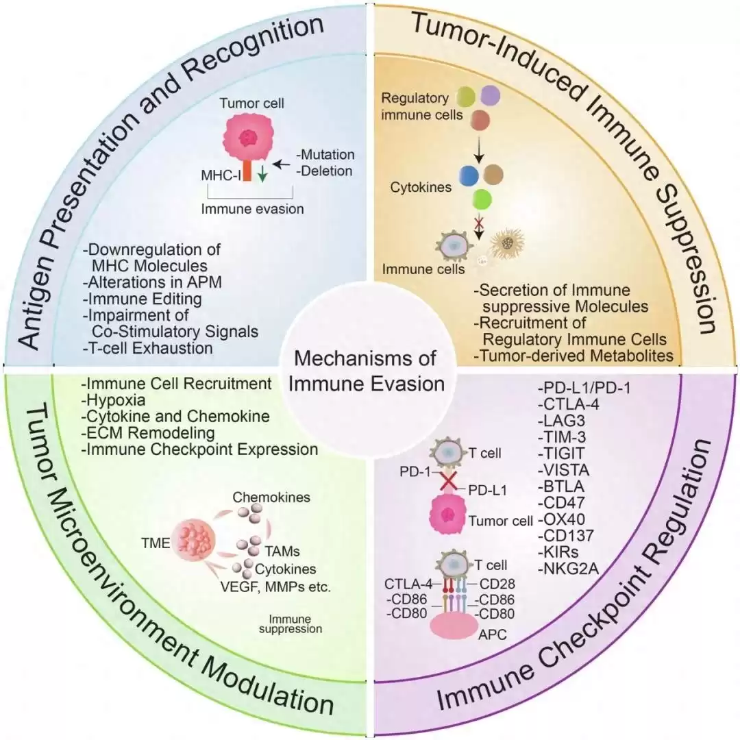 肿瘤免疫逃逸终极解密：六大“隐身术”与前沿破防之道