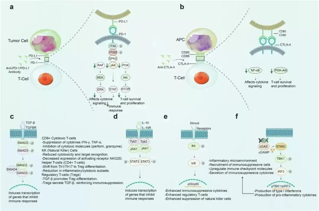 肿瘤免疫逃逸终极解密：六大“隐身术”与前沿破防之道