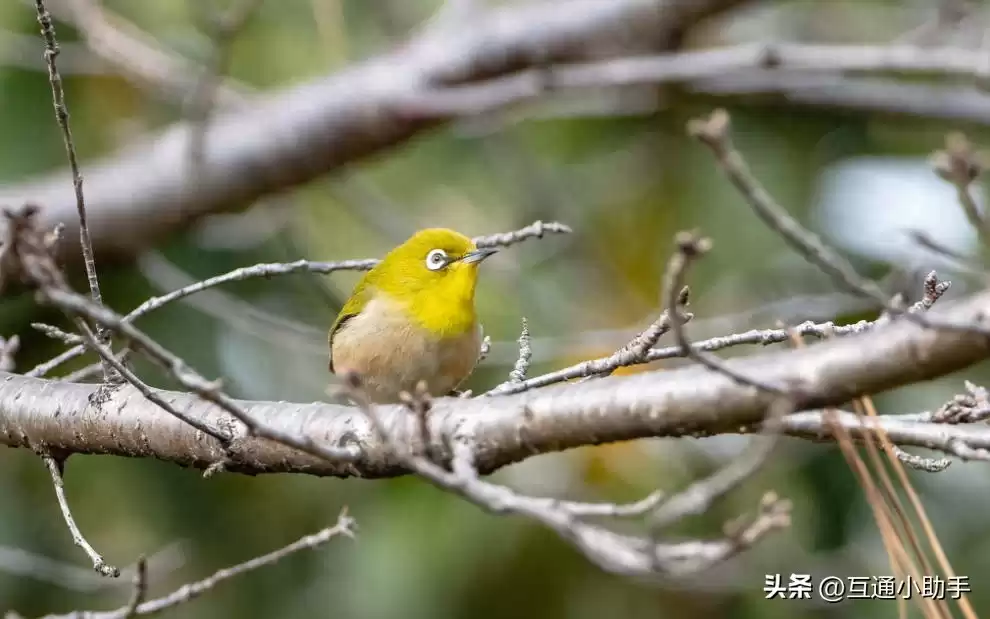 零基础也能拍出大片！野鸟摄影终极指南：从镜头到参数，一步到位