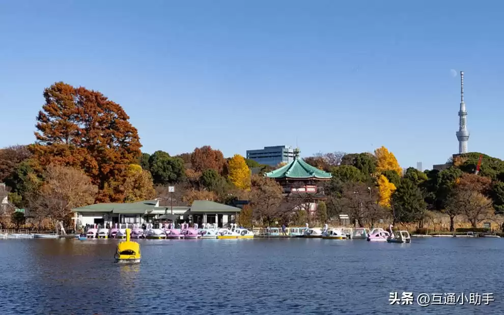 零基础也能拍出大片！野鸟摄影终极指南：从镜头到参数，一步到位